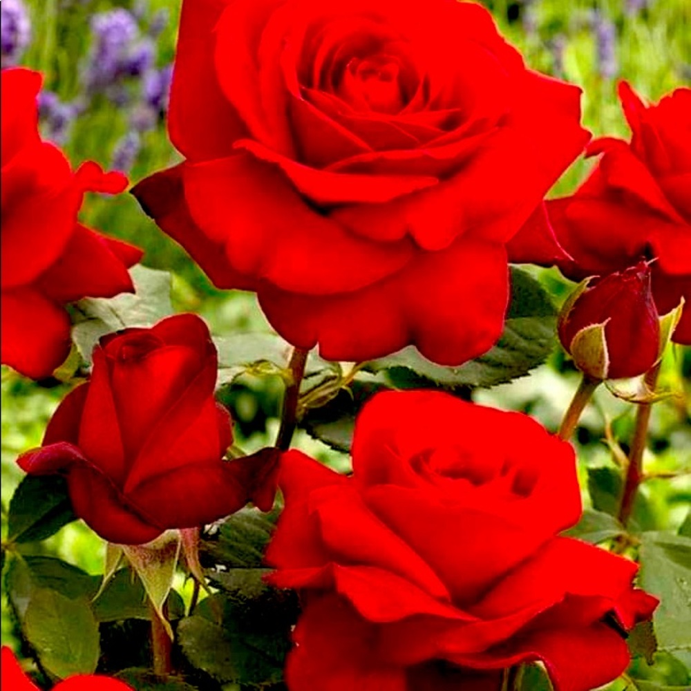 Meet your Posher, Patricia